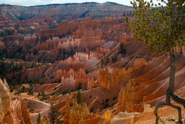 A tree with exposed roots stands at the edge of a landscape of red and white rock spires