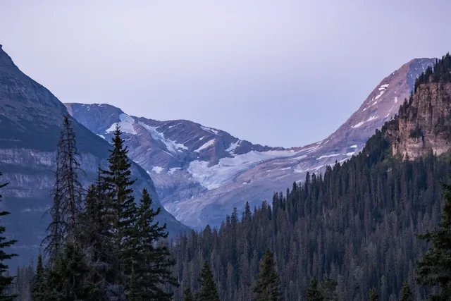 A mountain glacier in between two rounded peaks seen above coniferous trees.
